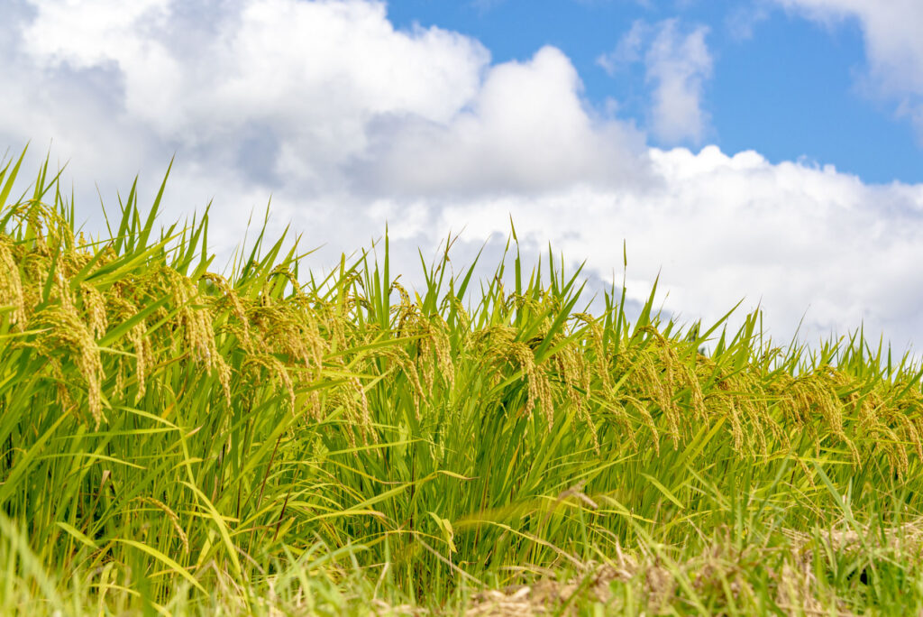 稲穂